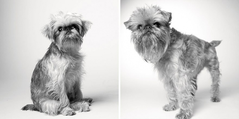 Illustration for article titled A Beautiful Photo Project: The Passage Of Time Through Dogs